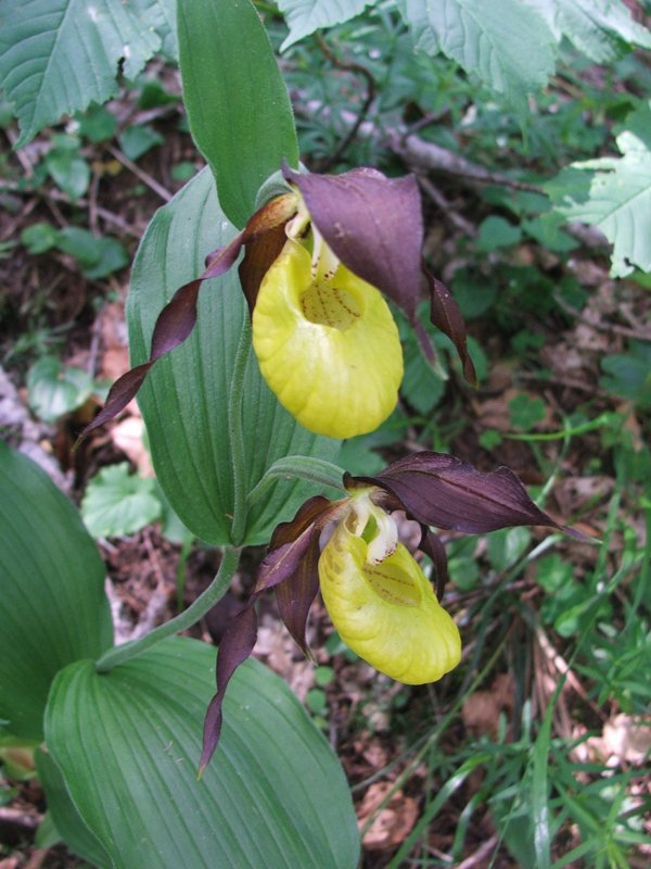 Cypripedium calceolus