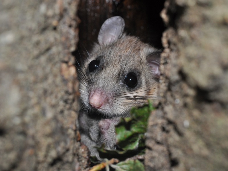 Ghiro