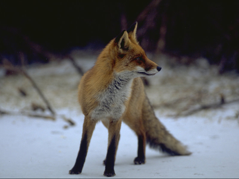 Fox