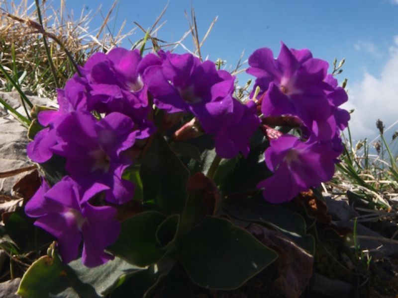 Primula meravigliosa (Primula spectabilis)
