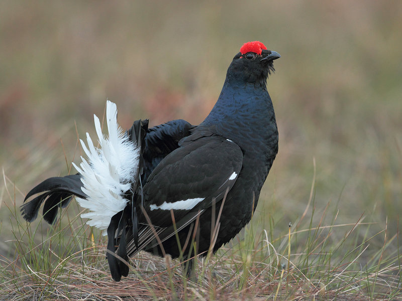 Black grouse