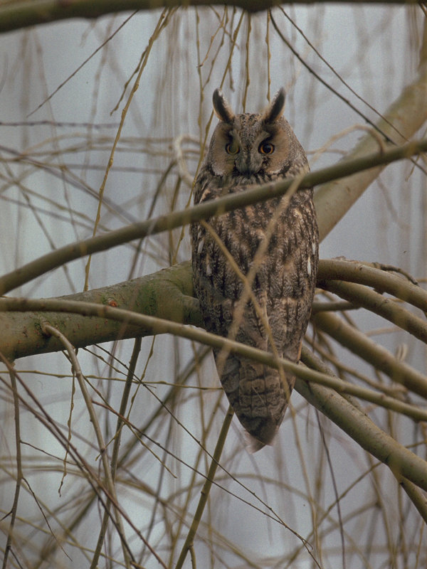 Gufo comune (Asio otus)