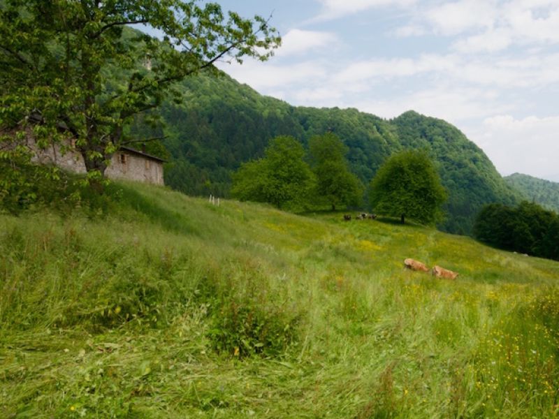 Malga Grassi